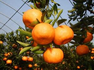 Apakah kantung sel jeruk mandarin memiliki dampak pada kesehatan jantung?